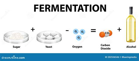 Yeast Fermentation Process Principle For Drinks And Food Outline ...