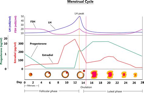 Female hormone physiology