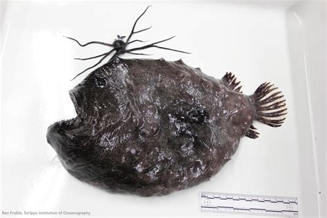 ‘Extremely rare’ Pacific footballfish washes ashore at North County ...