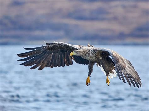 White-tailed Eagle flying by Paul Collins on YouPic