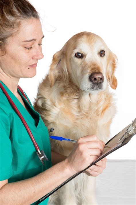 Pain Medications For Dogs With Arthritis - Four Medications