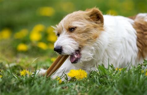 Best Dog Teeth Cleaning Treats - Pet Food Guide