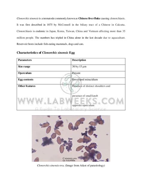 (PDF) Clonorchis sinensis : Morphology , Life cycle and Treatment ...