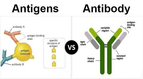 Differences between antigen and antibody - Microbiology Notes # ...