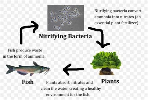 Nitrifying Bacteria Nitrification Aquaponics Nitrogen Fixation, PNG ...