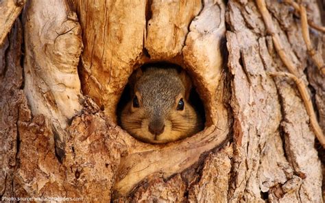 Interesting facts about tree squirrels | Just Fun Facts