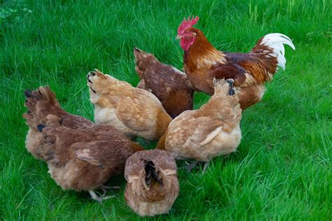 New Hampshire Chicken Breed Info + Where to Buy - Chicken & Chicks Info