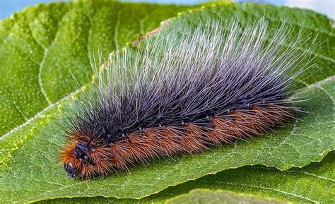 World's Top 15 Poisonous Caterpillars | Venomous Caterpillars ...