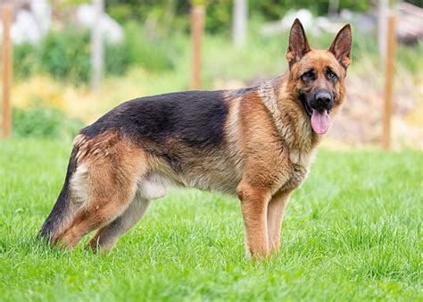 German Shepherd | Dog Breed, Description, Temperament, & Facts | Britannica