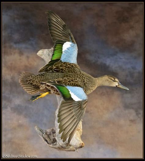 Birdman Studios Taxidermy - Waterfowlers Challenge