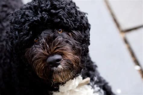 Portuguese Water Dog Food Calculator, Feeding Guide, and Chart