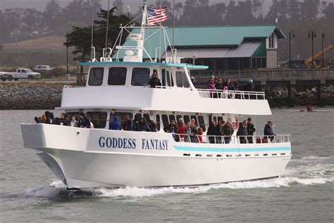 Whale Watching California | Sea Goddess Naturalists