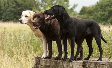 Are Labs And Labrador Retrievers Good Living Together