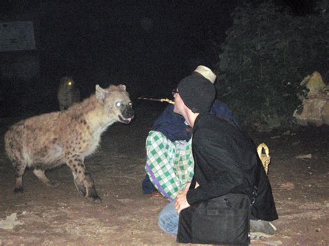 Hyenas in Ethiopia Will Eat Out of Your Mouth - VICE