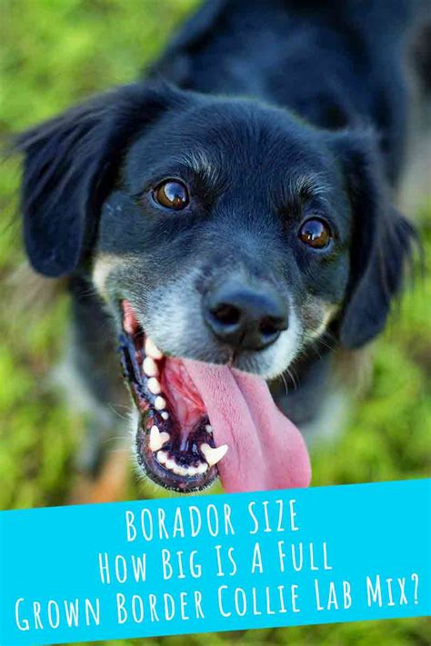 Borador Size: How Big Is A Full Grown Border Collie Lab Mix?