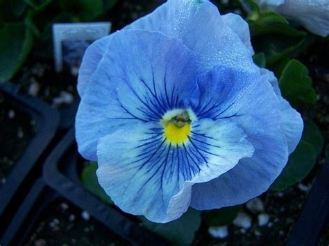 Azure Blue | Pansies, Pansies flowers, Azure blue