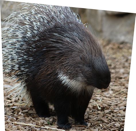 Cape Porcupine | Ponderosa Zoo