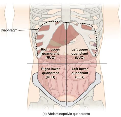 Anatomical Abdominal Quadrants / This video quadrants and regions of ...