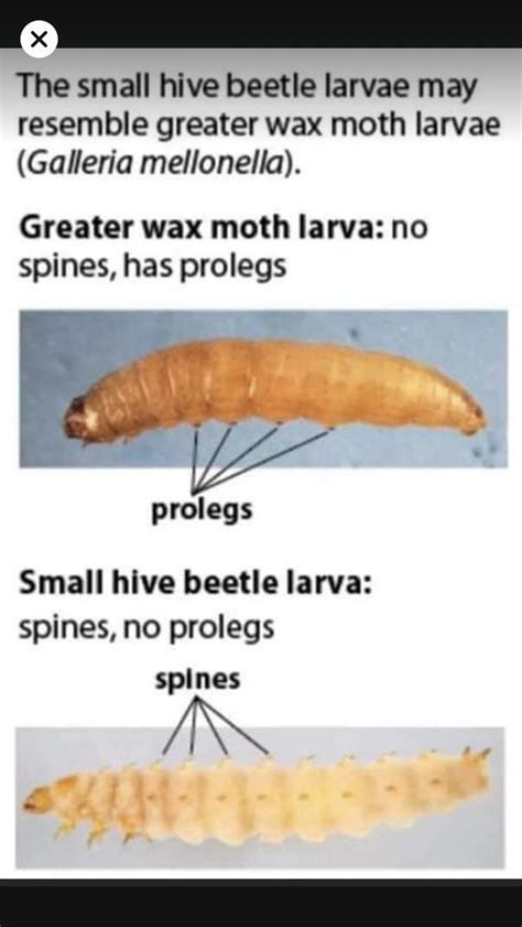 Hive Beetle and Wax Moth Larva