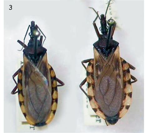 -Distribución de Triatoma infestans en Chile: Área sombreada ...