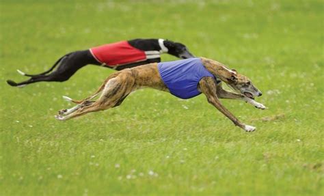 Are Greyhounds Good As Pets