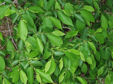 Ostrya virginiana - (Eastern) Hophornbeam Photo Gallery