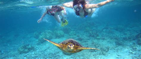 Snorkeling in PLAYA DEL CARMEN with Dressel Divers