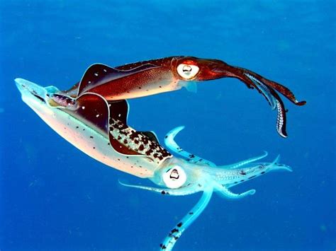 Caribbean Reef Squid – "OCEAN TREASURES" Memorial Library