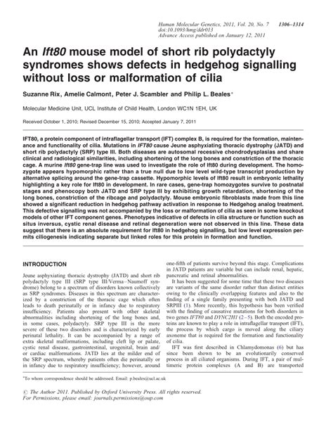 (PDF) An Ift80 mouse model of short rib polydactyly syndromes shows ...