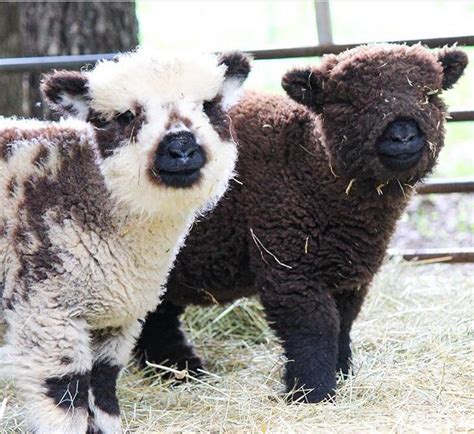 Olde English Babydoll Southdown Sheep from Apple Fox Farm. : aww