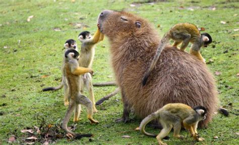 I Have Seen The Whole Of The Internet: Capybara: Friend To All