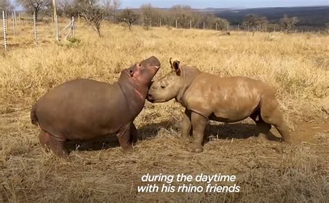 A Baby Hippo Named Charlie Thinks He’s A Rhino: The BEST Thing On The ...