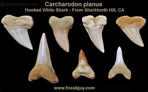 Fossilguy.com: Prehistoric White Sharks - Types, Facts, Origins, and ...