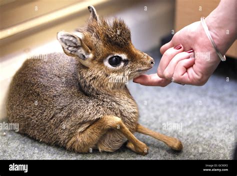 Curator of mammals at Chester Zoo, Tim Rowlands, with a baby dik dik ...