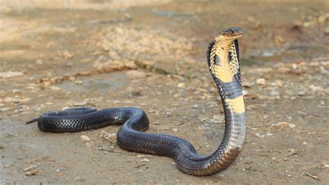 Deadly king cobra snake on the loose after escaping home in Orlando ...