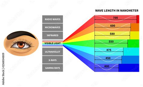 Visible light spectrum. Color waves length perceived by human eye ...