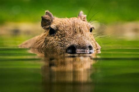 Capybara Swimming Pool