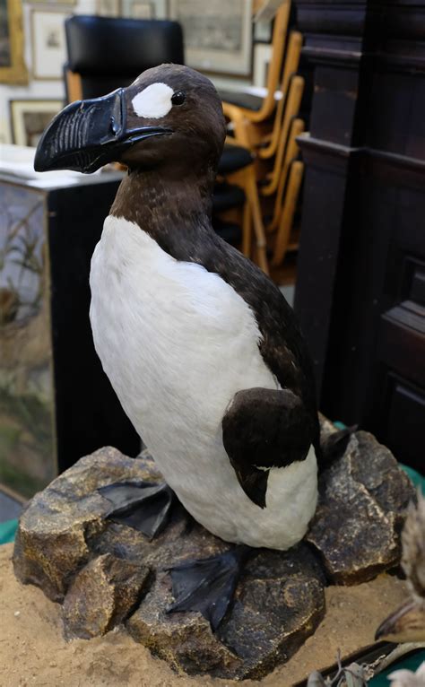 Great Auk! Replica of extinct bird sells for £25,000 | Banbury Cake