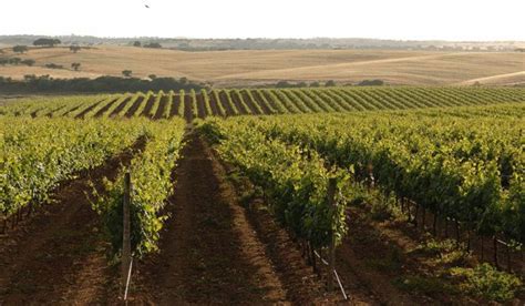 Baixo Alentejo quer ser Cidade Europeia do Vinho em 2026!Candidatura ...