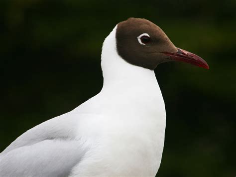 Brown-hooded Gull (Chroicocephalus maculipennis) by payayita - Argentina