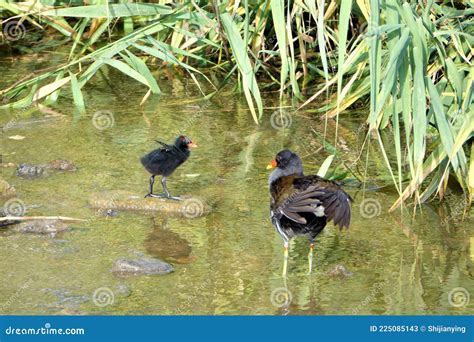 Common Moorhen stock image. Image of wildlife, gallinula - 225085143