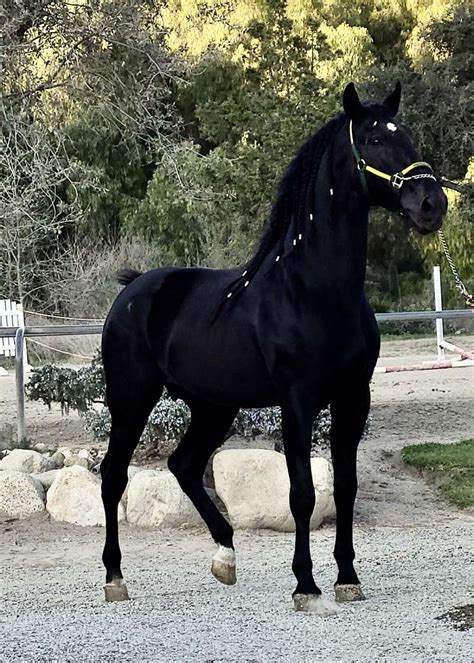 Black Andalusian Horses for Sale