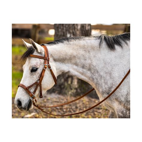 List 95+ Pictures Different Types Of Bridles With Pictures Excellent