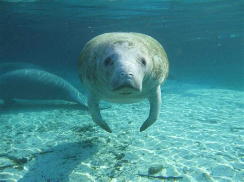 Manatees are no longer listed as endangered - Breaking911