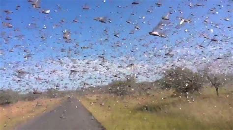 Watch locusts swarm around camera - CNN Video