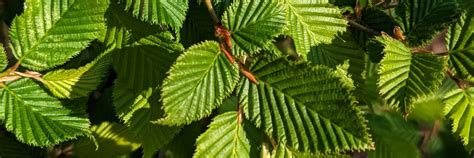 Bare Root Hornbeam Hedging | Mathias Nurseries