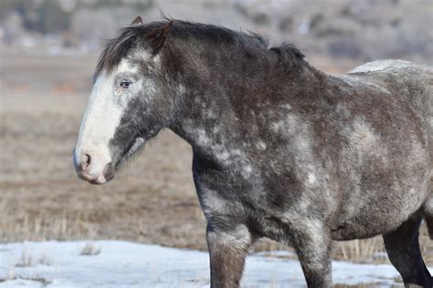 Black Hills Wild Horse Sanctuary - for love of the horse!