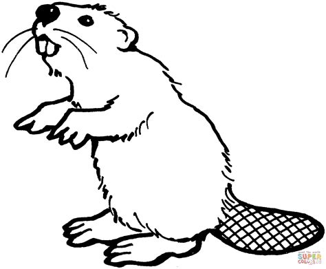 American beaver coloring page | Free Printable Coloring Pages ...