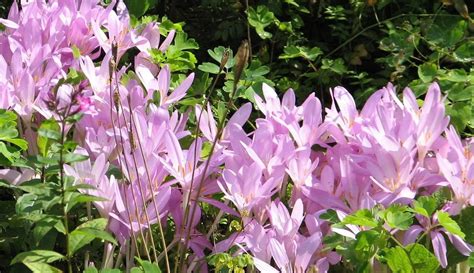 16 Unbelievable Facts About Colchicum - Facts.net