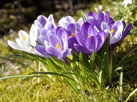 Crocus Flower Care: How To Grow Crocus